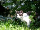 Kocica - jedno ze zwierząt w gospodarstwie agroturystycznym Chata pod lasem